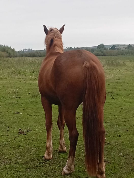 Продам молоду кобилу