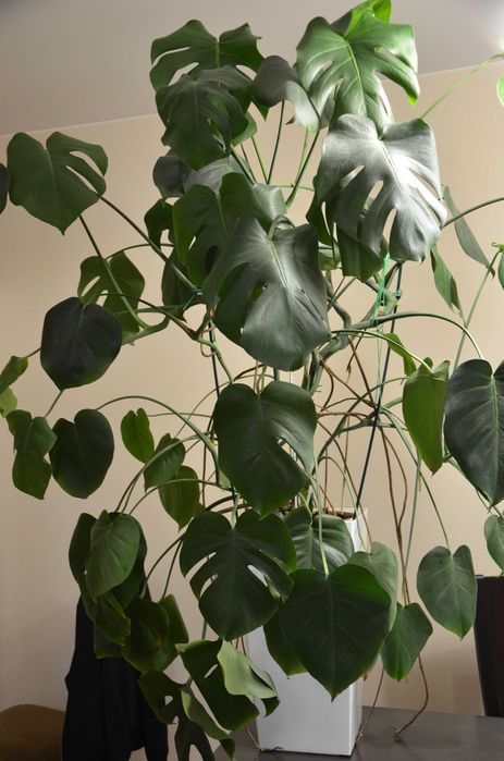 Monstera - piękny zdrowy okaz