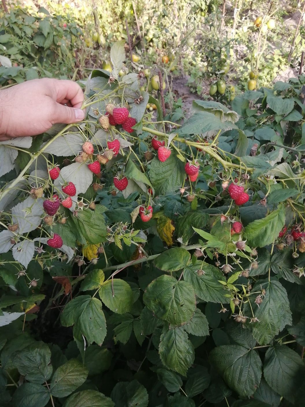 Продам смородiну, малину.