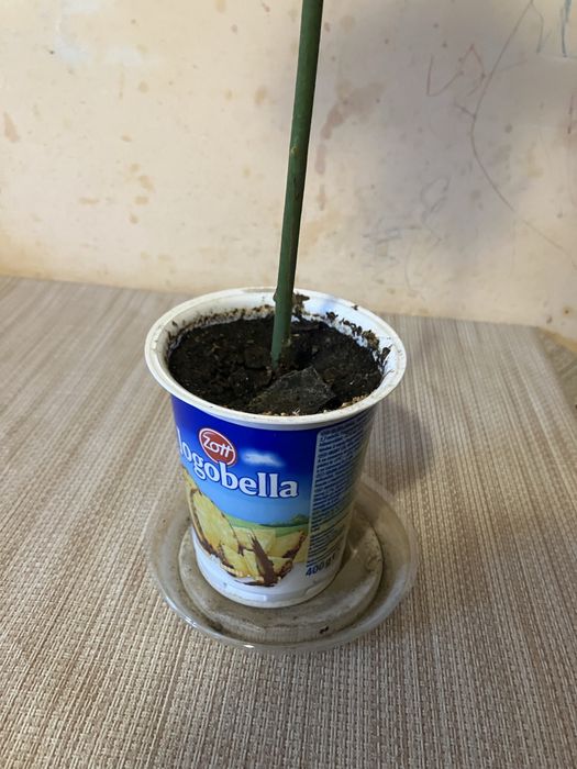 Продається авокадо у горщику