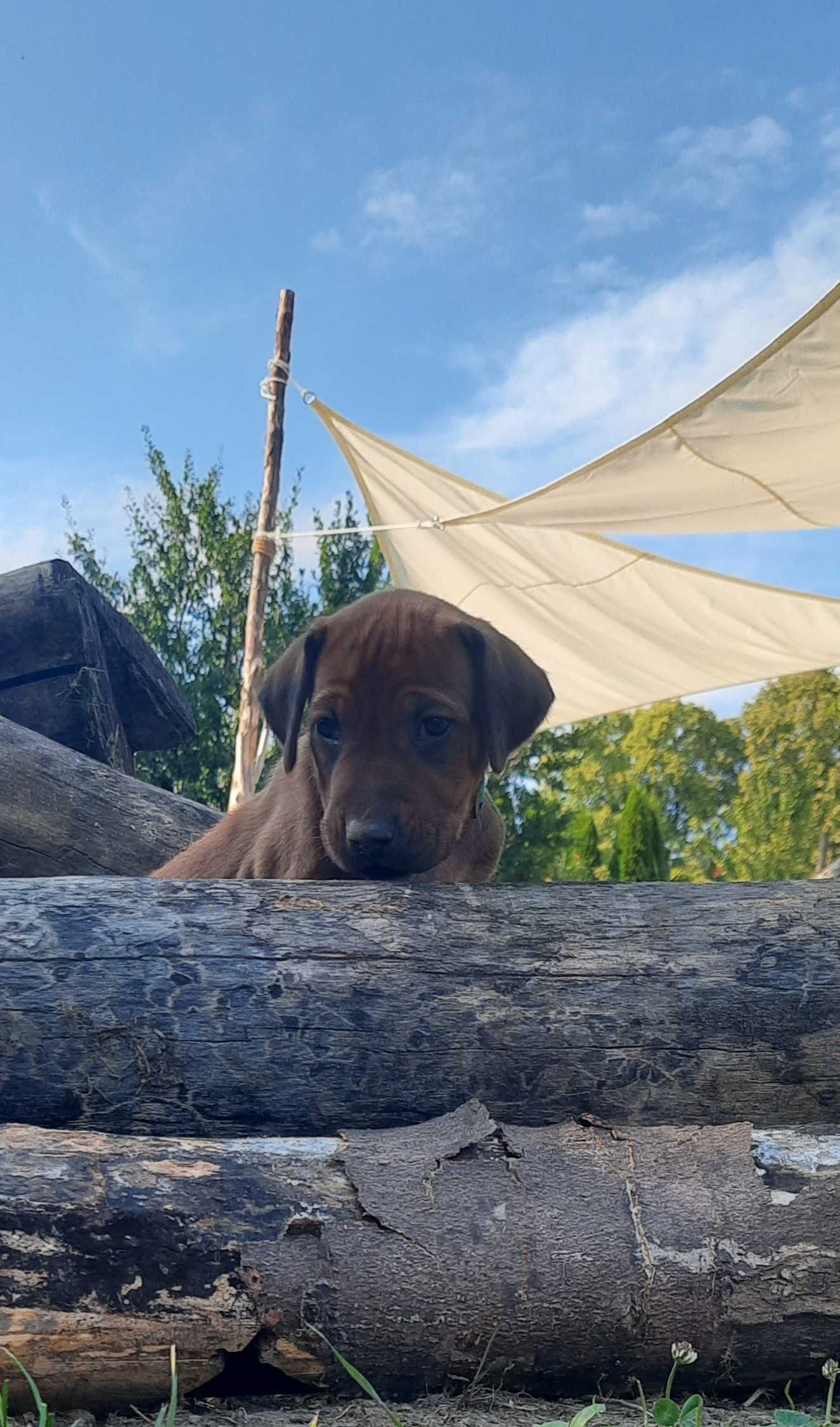 Szczenię Rhodesian Ridgeback - Hodowla ZKwP/FCI
