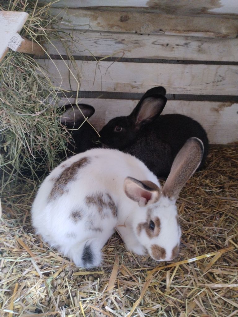 Młode króliki samce i samice