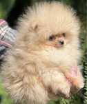 Malutki piesek pomeranian