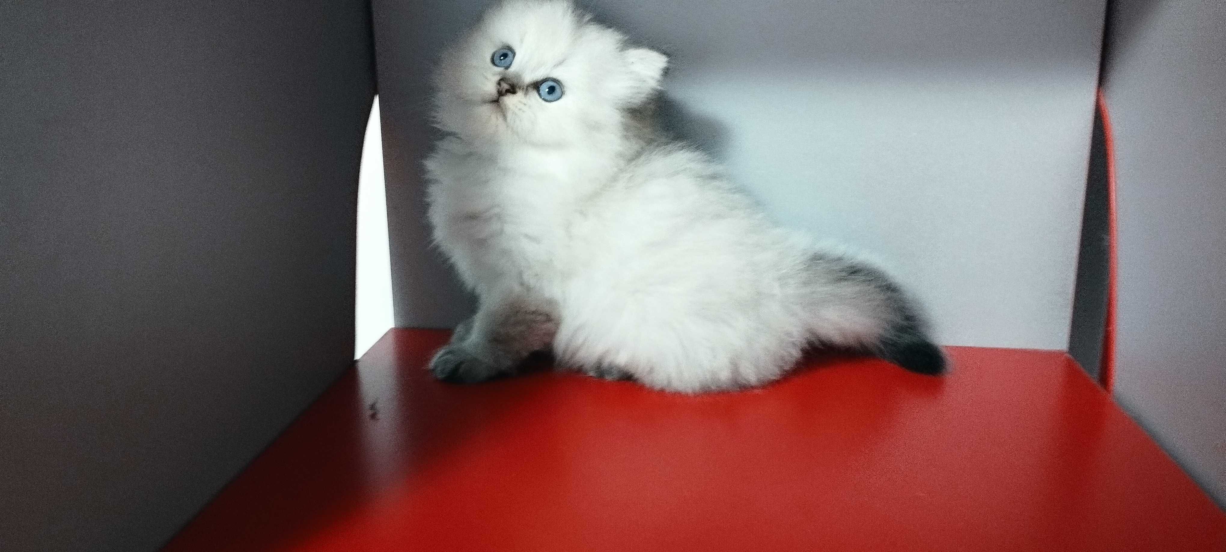 Кошеня шиншила поінт