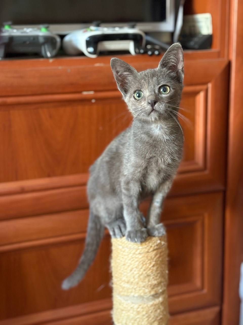 А-ля британец котенок бесплатно