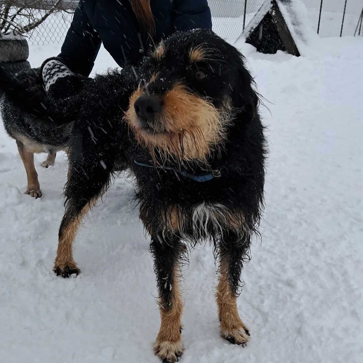 Dukat ok 4 letni zjawiskowy psiak czeka na dom Weronika Bogu