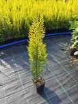 Cyprysik Lawsona 'Ivonne' 40-50 cm. w doniczce