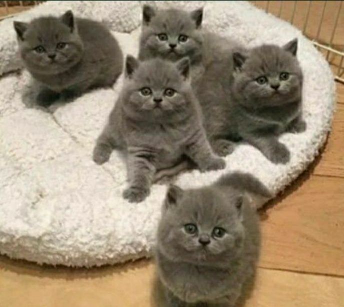 Прямоухие котята с документами, для Вас и Ваших близких))