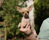 Chihuahua suczka z rodowodem