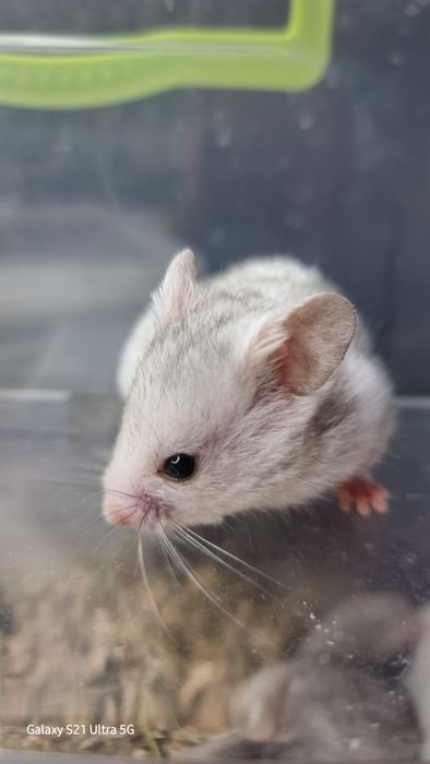 Хомяк серебро розовый много окрасов хомячки джунгарские