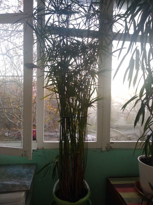 Продам комнатные растения