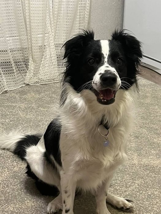 Отдамо в добрі руки ,хорошого хлопчика Амура