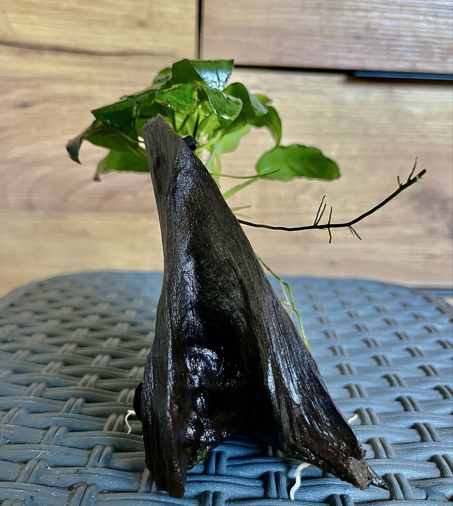 Anubias na korzeniu