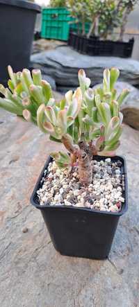 Crassula ovata Gollum Variegata oraz Red Horn Tree