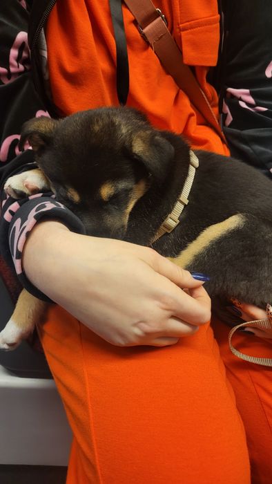 Poszukiwana 4-miesieczna suczka