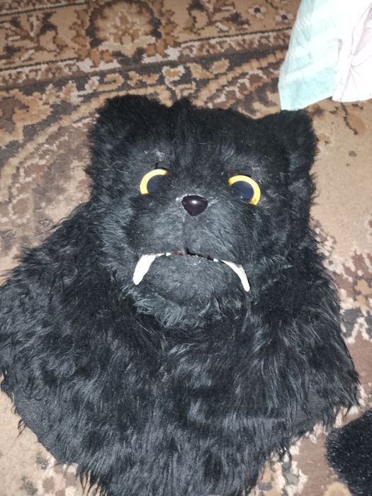 Фурсьют Кота чорний.