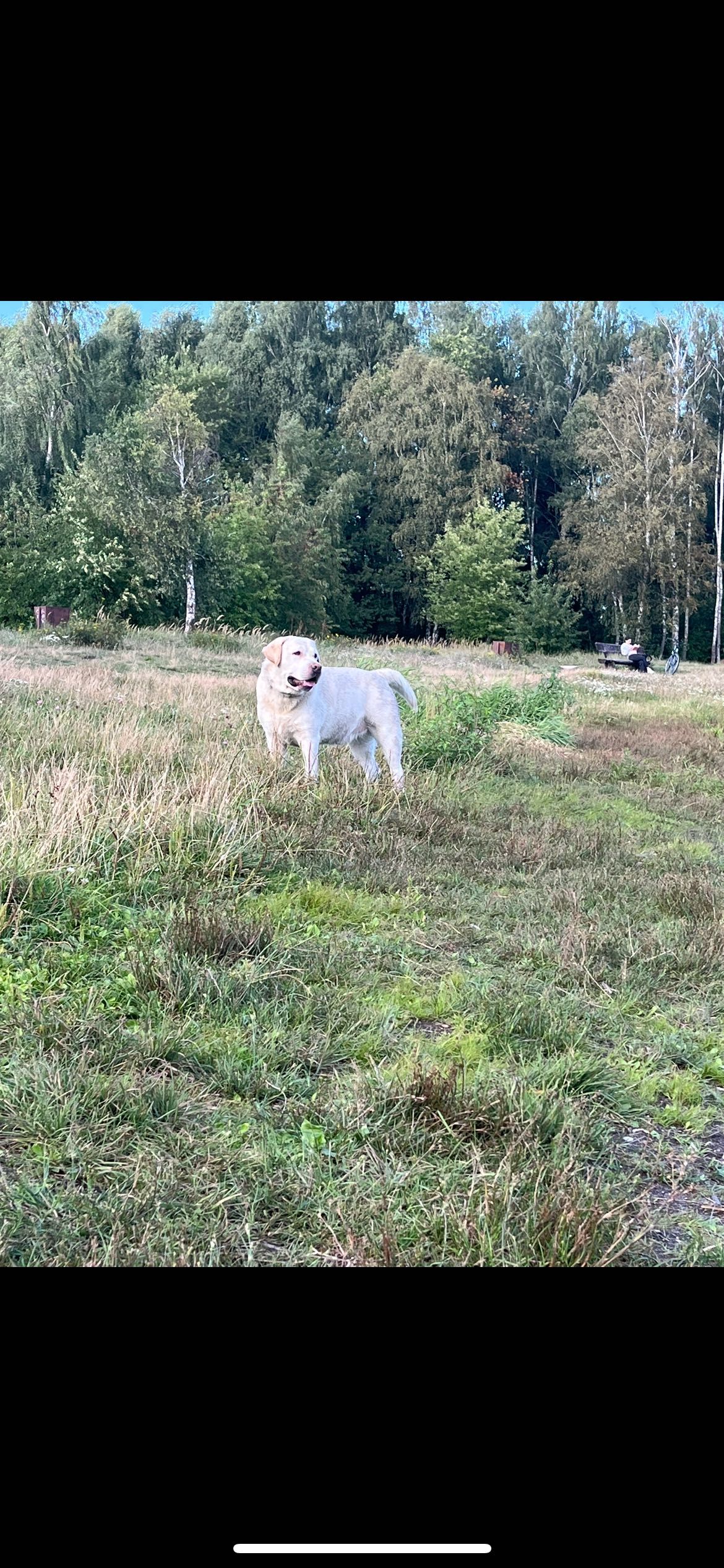 cudowny labrador o wielkim sercu szuka nowego, kochającego domu