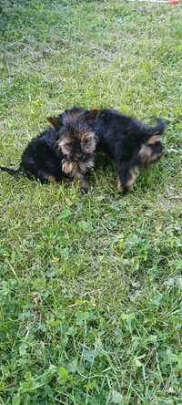 Yorkshire terrier york szczeniaki