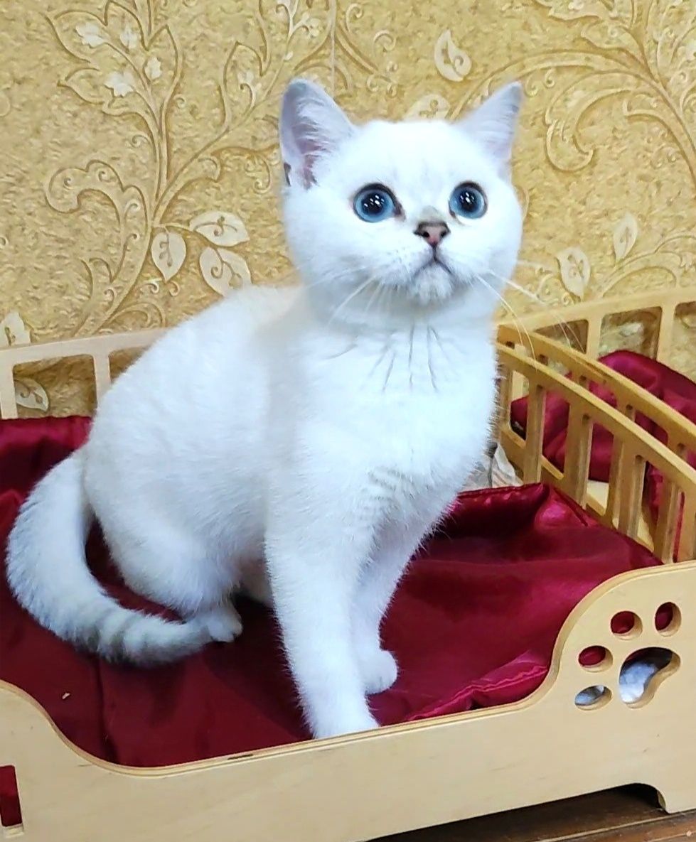 Клубный мальчик шиншиллка поинт