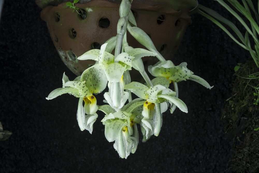 Orquídea melrinho de cera