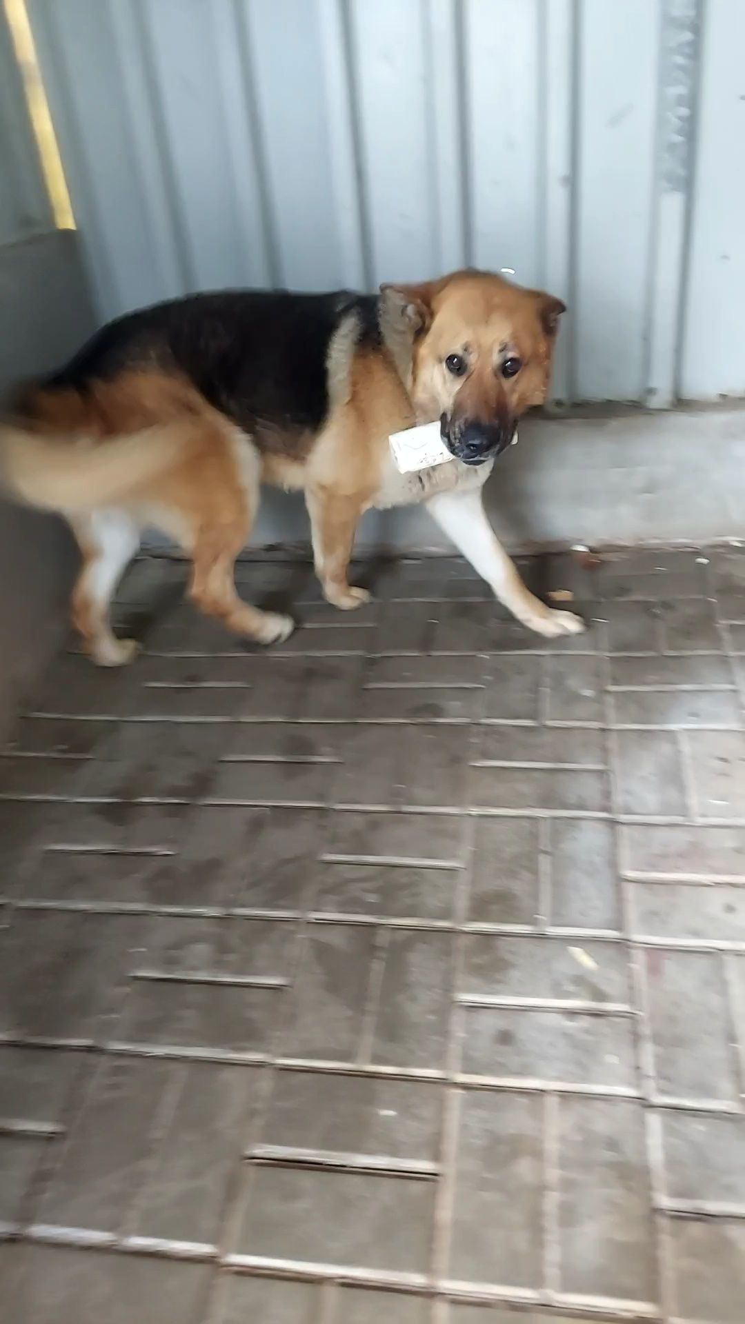 Szajba sunia w typie owczarka do adopcji