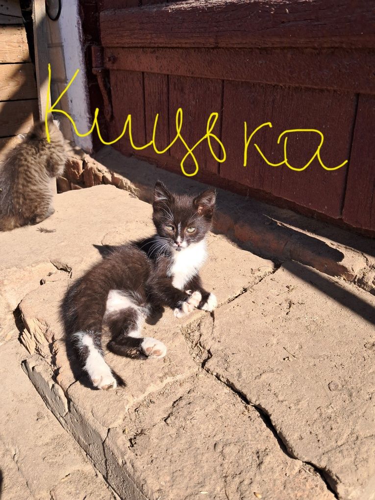 Домашні котики...
