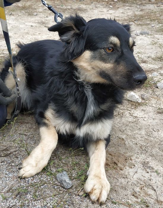 Ніжний та симпатичний Піт, 1,5 роки, друг для всієї родини, собака