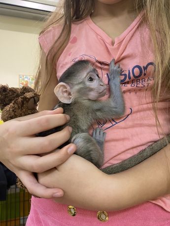 Ручной малыш обезьянка домашняя карликовая верветка джонни