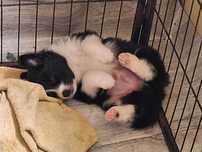 Piesek Border Collie ZKWP/FCI