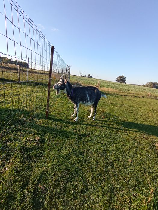 Sprzedam kozę 5 letnią