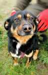 Brykiet - cudny psiak szuka domu ADOPCJA