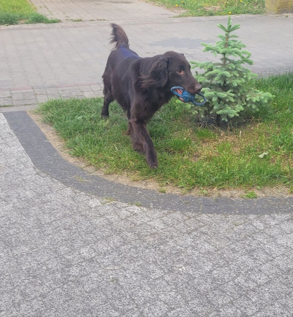 Flat Coated Retriever FCI