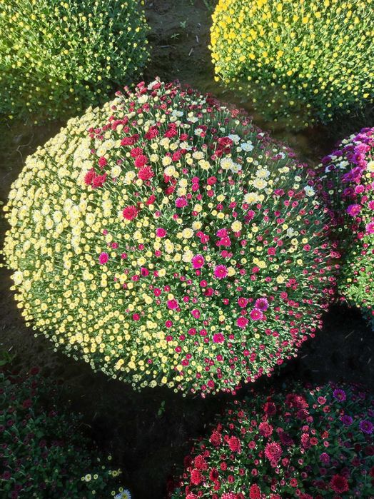 Chryzantemy mixy 3 kolory