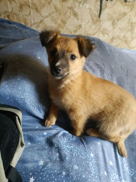 Отдам щенка в хорошие руки