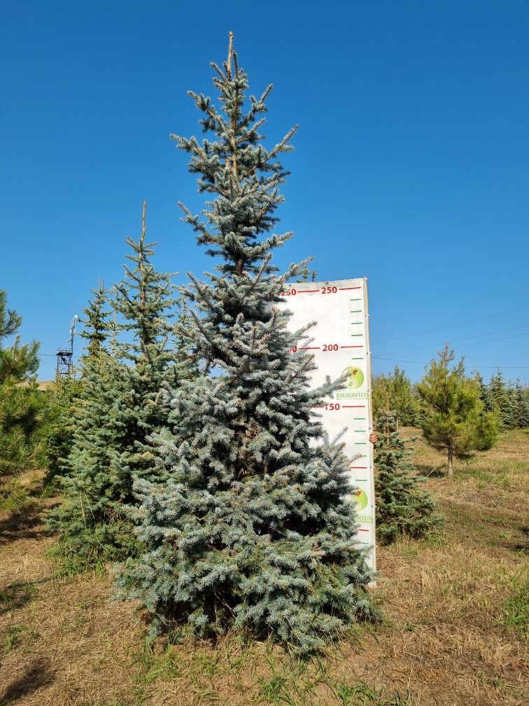 КРУПНОМЕРЫ, лиственные и хвойные, собственного производства