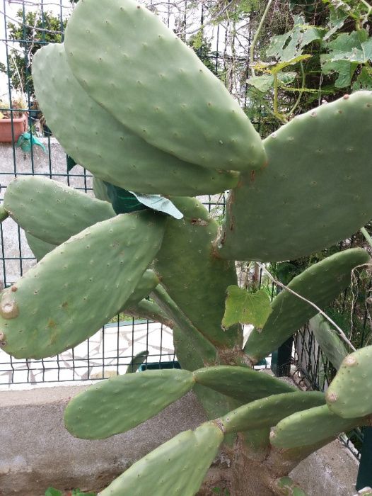 Cactos para Vaso