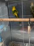 Casal red rumped 2024