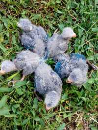 Синие какарики птенцы