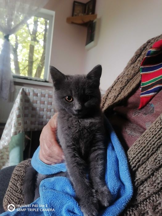 Отдам даром в хорошие руки