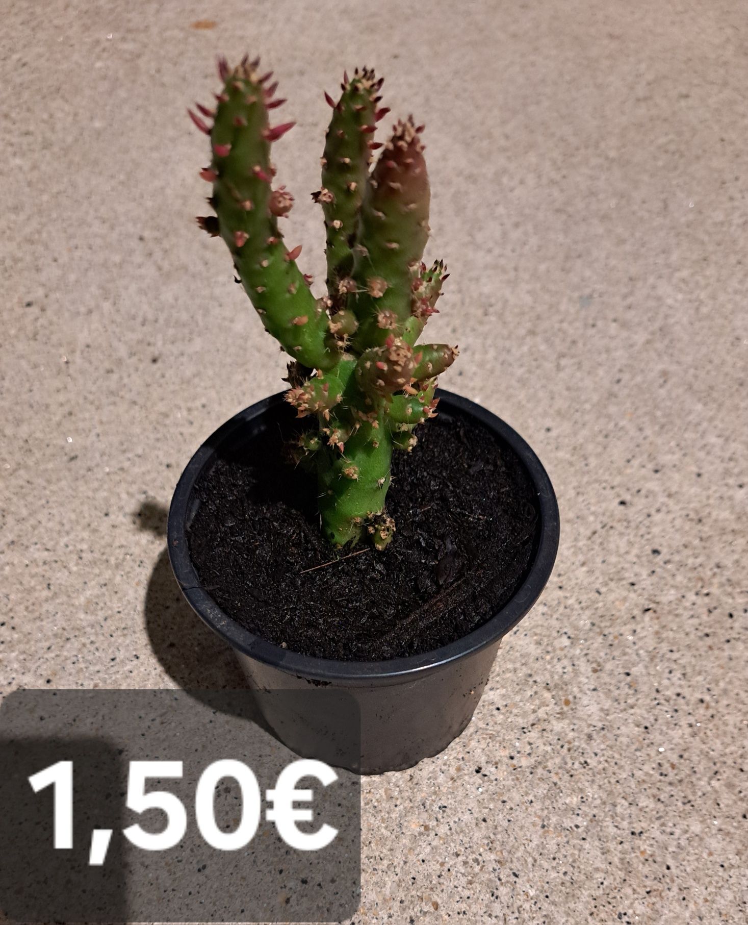 Plantas suculentas