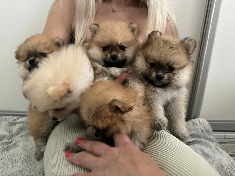 Pomeranian szpic miniaturowy boo misiu xs