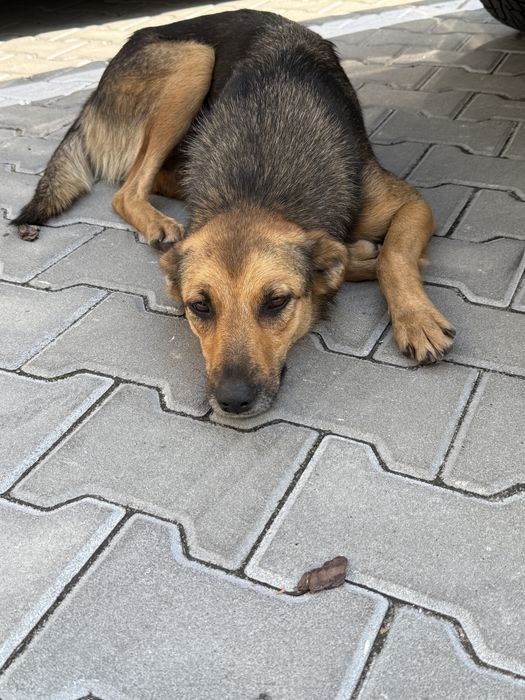 Руда самка стерилізована дівчинка безкоштовно в добрі руки