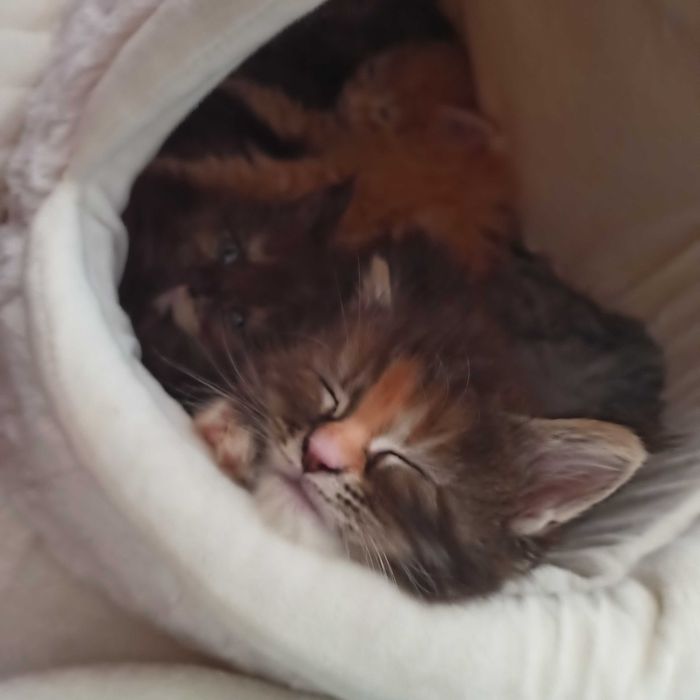 Kotka Maine Coon czarna szylkretka / FPL ZAREZERWOWANA