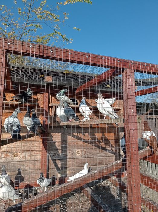 Gołębie ozdobne gołąb