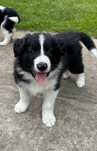 Border collie szczeniak