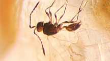 Bursztyn inkluzja rzadka osa  hymenoptera Mymarommatidae