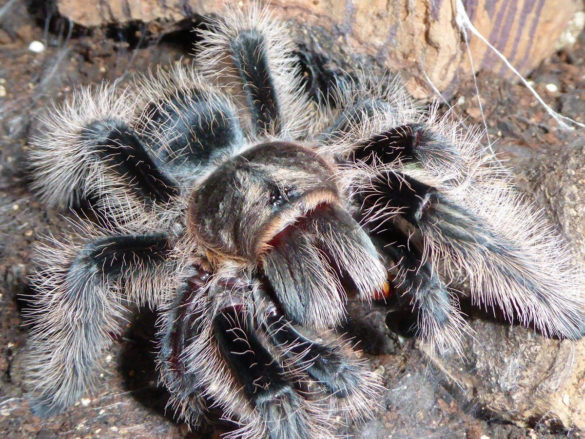 Пушистый птициед Brachypelma albopilosum Nicaragua.