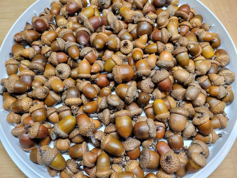 zestaw artykułów plastycznych - biała szyszka, żołędzie naturalne