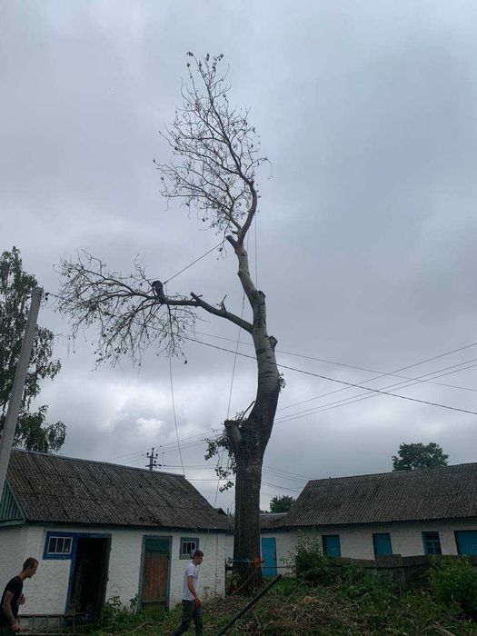 Зрізання дерев|Видалення дерев|Кронування дерев|Корчування|Обрізка сад
