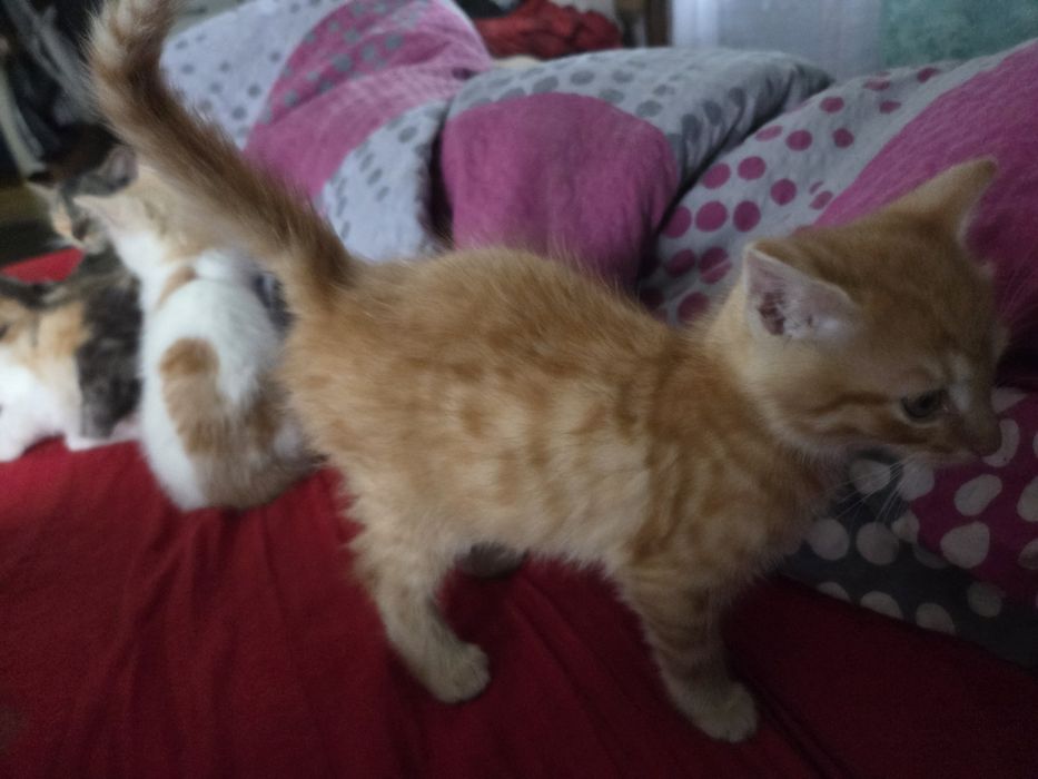 Kotki i kocurki do oddania